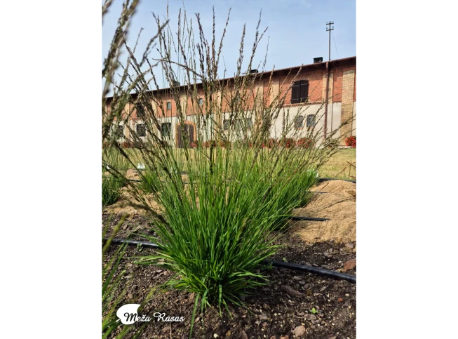Molinia caerulea ssp. caerulea   'Heidezwerg'